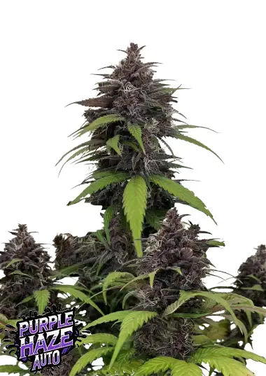 An image of Purple Haze Auto