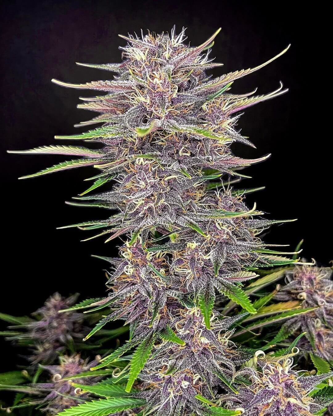 An image of Amnesia Zkittlez Auto