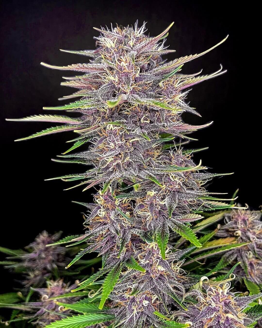 An image of Banana Purple Punch Auto