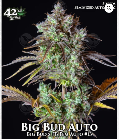 An image of Big Bud Auto