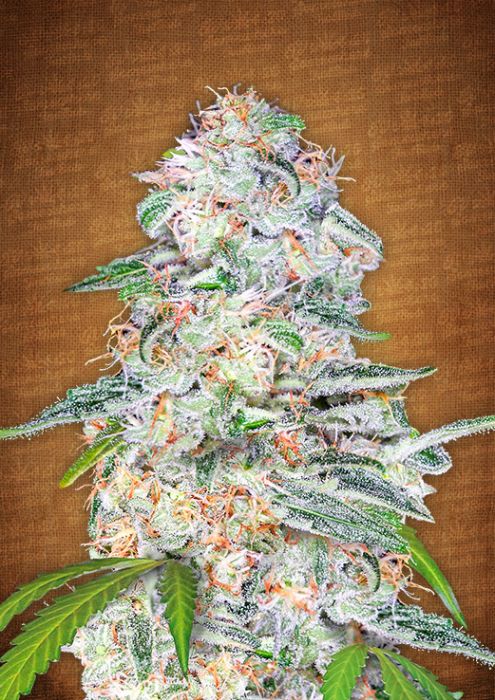 An image of Blue Dream Matic