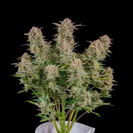 An image of Bruce Banner Auto