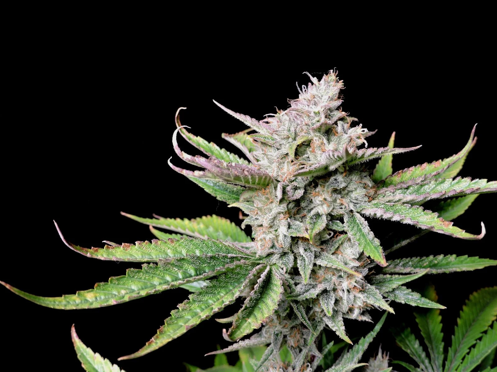 An image of Cherry Cola Auto