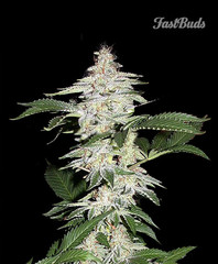 An image of Crystal Meth