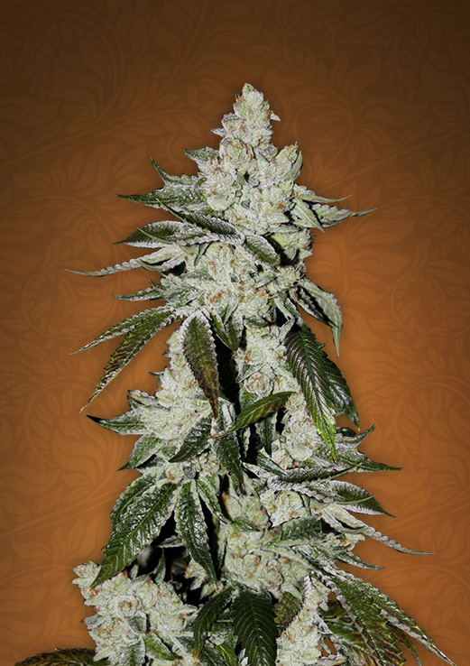 An image of Girl Scout Cookies
