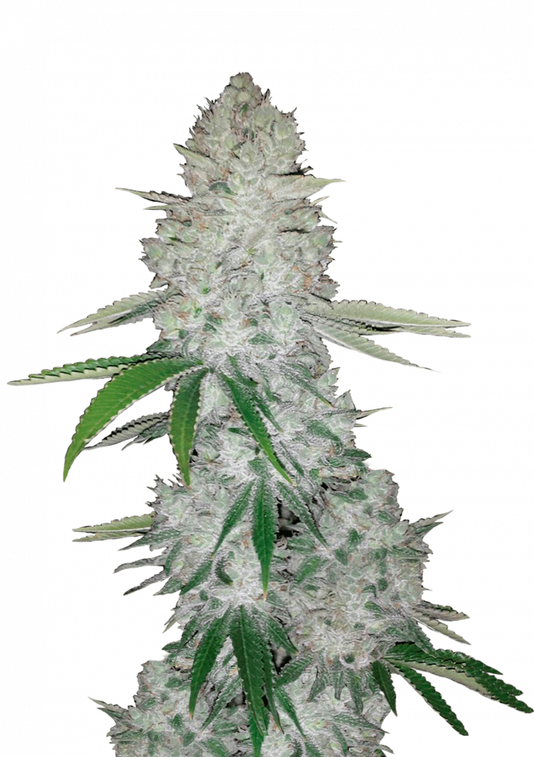 An image of Gorilla Auto