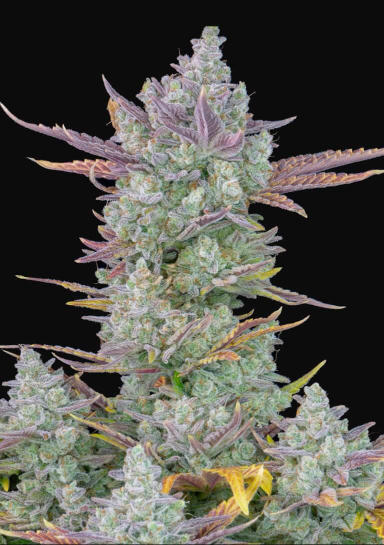 An image of Gorilla Cookies Auto