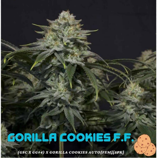 An image of Gorilla Cookies FF