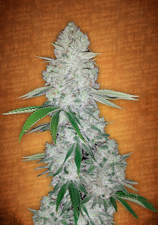 An image of Gorilla Glue