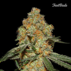 An image of Grapefruit'matic