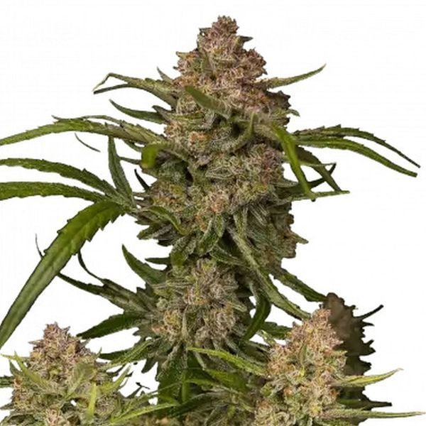 An image of Guava Auto