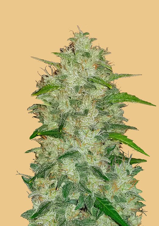 An image of Original Auto Chemdawg
