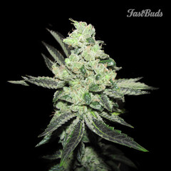 An image of Pineapple Express