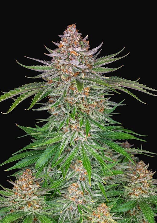 An image of Strawberry Pie Auto