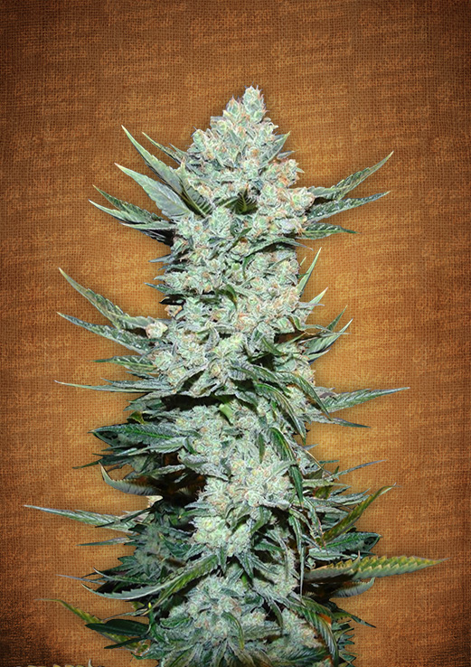 An image of Tangie'matic