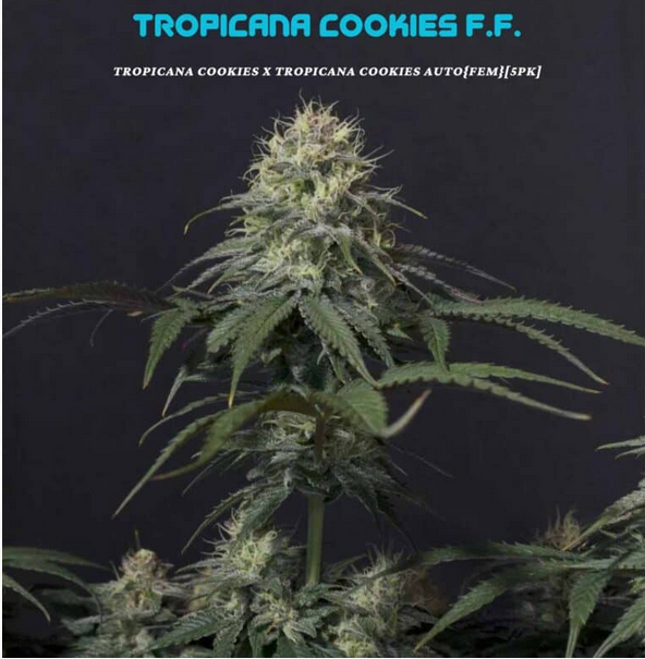 An image of Tropicana Cookies FF