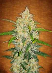 An image of Zkittlez Auto