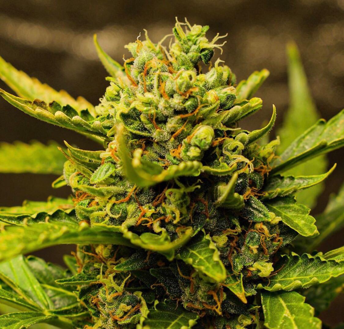 An image of Fatbudstard OG