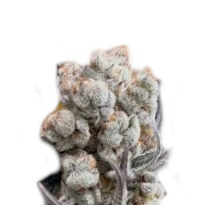 An image of Alien OG