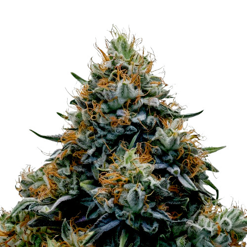 An image of Blue Widow