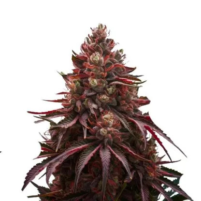 An image of Cherry Pie