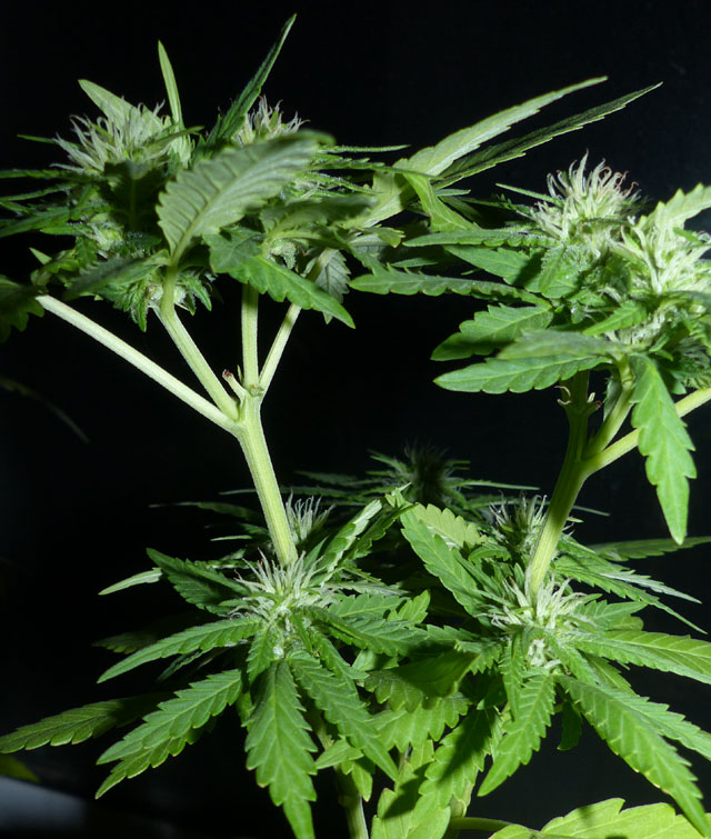 An image of Codeine Kush