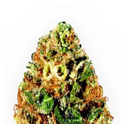 An image of Critical Kush