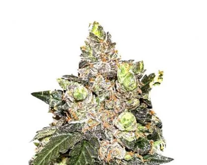 An image of Girl Scout Cookies