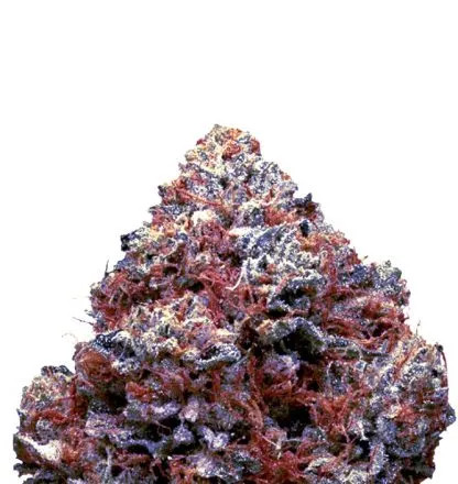 An image of Godfather OG