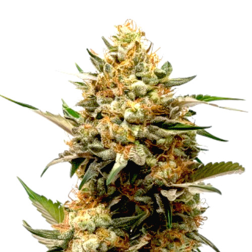 An image of Golden CBD Auto
