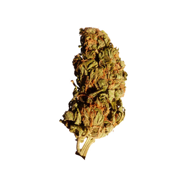 An image of Northern Lights Autoflowering