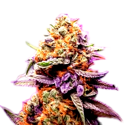 An image of Purple Sherbet