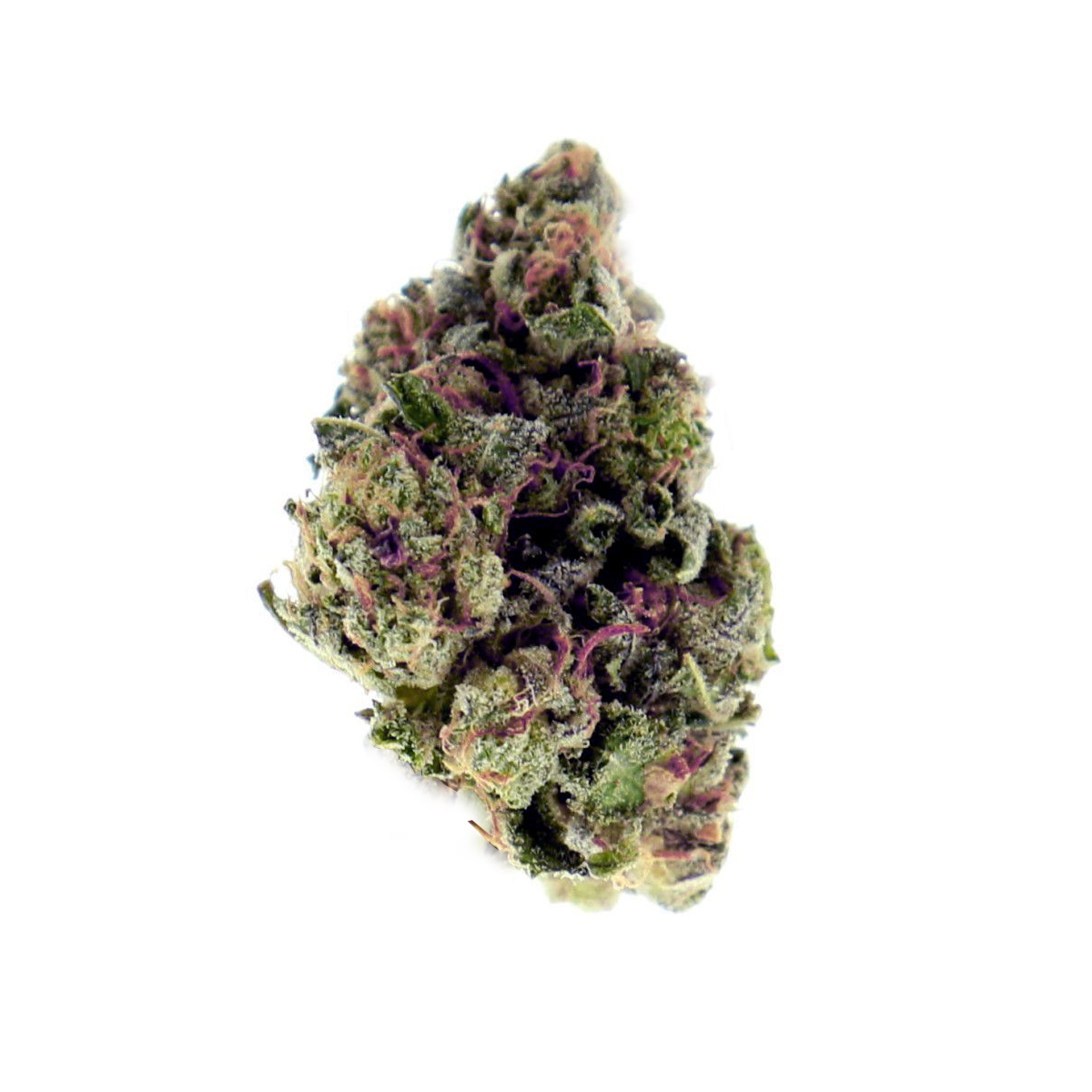 An image of Purple x OG Kush Autoflowering