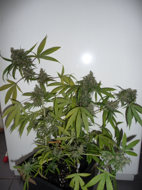 An image of Celestial Temple Sativa
