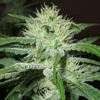 An image of Auto Speed Bud