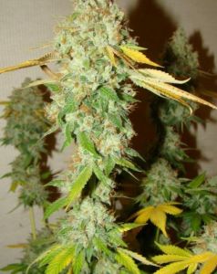 An image of Chem OG