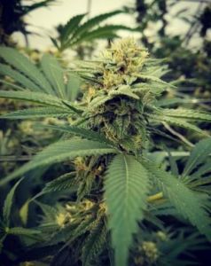 An image of Critical Sour