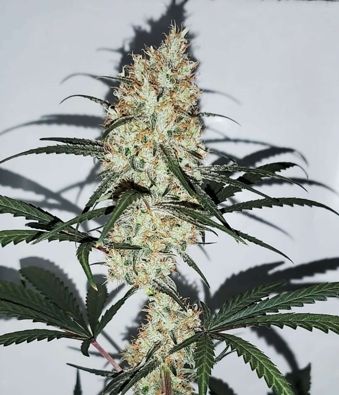 An image of Grape Amnesia