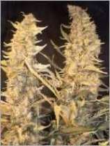 An image of Skunk Special