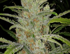 An image of White Grapefruit