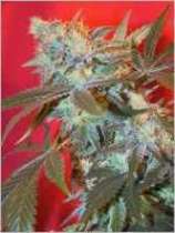 An image of White Widow