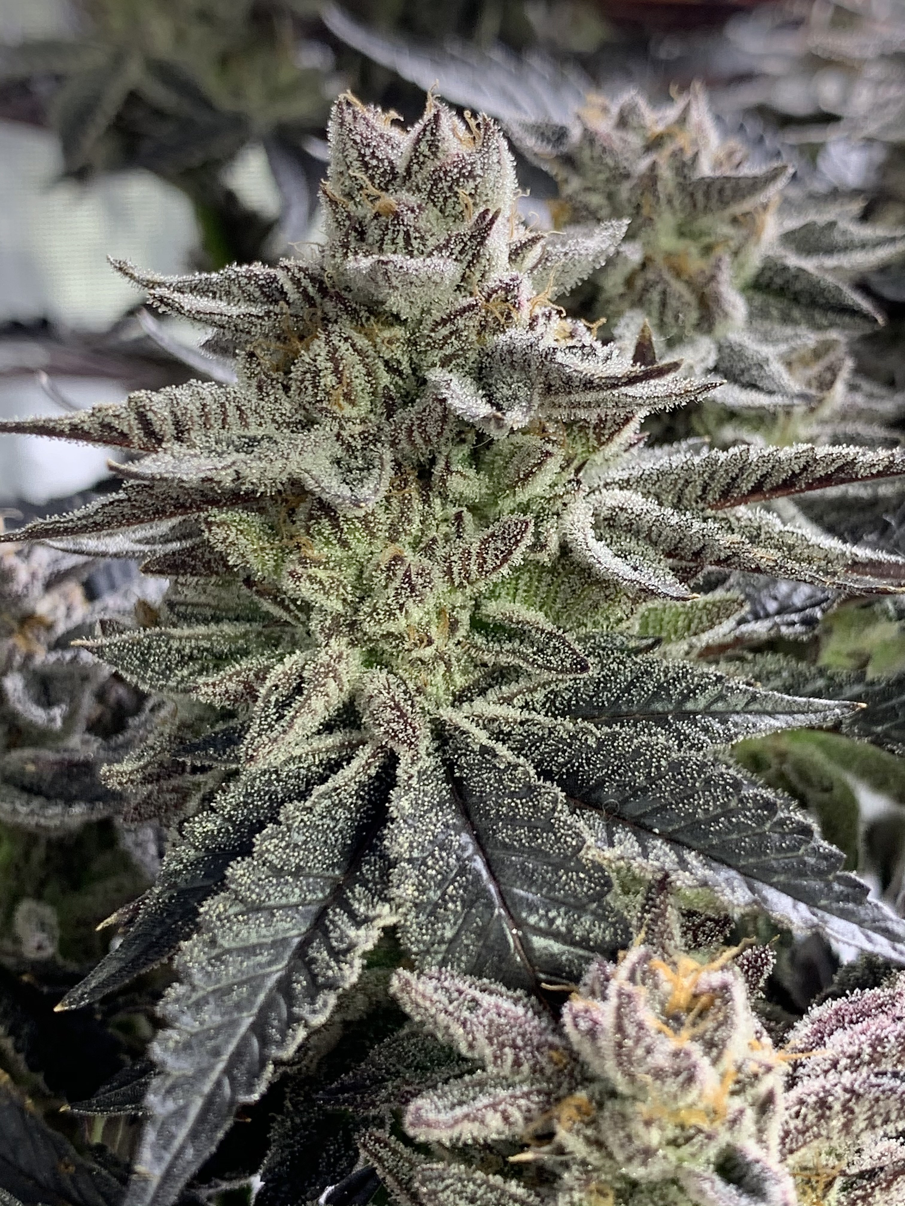 An image of Garlic Breath 3.0