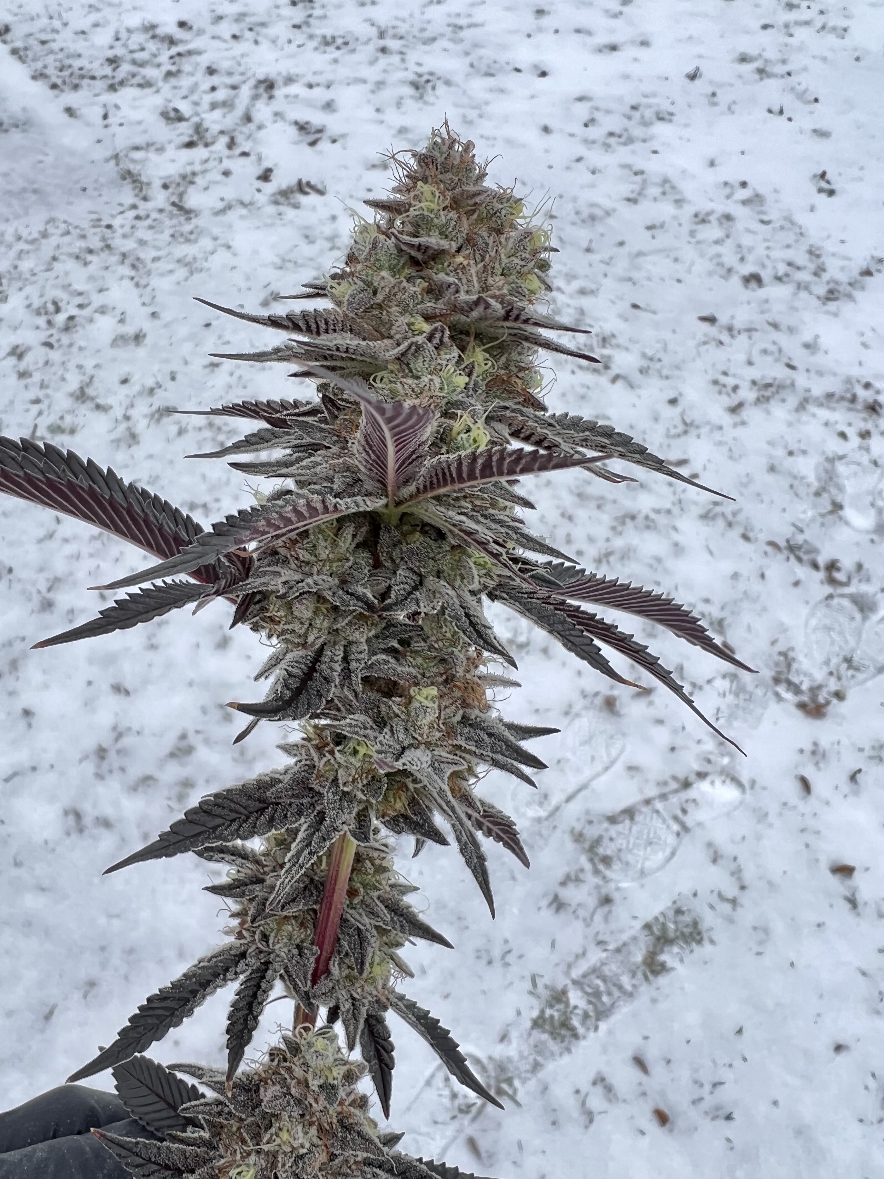 An image of Mintberry Crunch