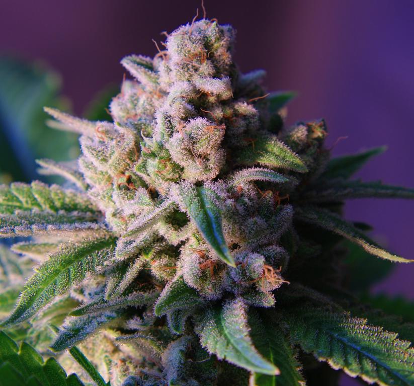 An image of Lady Berry Kush