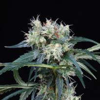 An image of Northern Lights 5 Haze