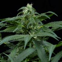 An image of Skunk NL