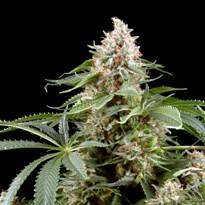 An image of White Rhino