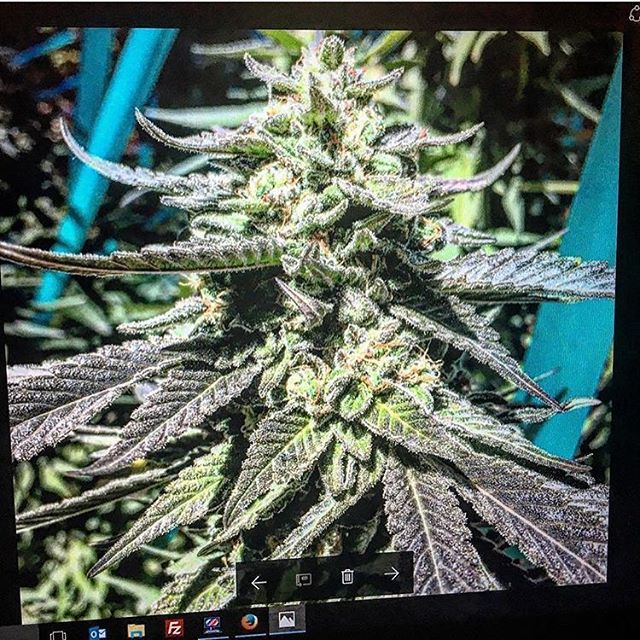 An image of Royal Cherry White