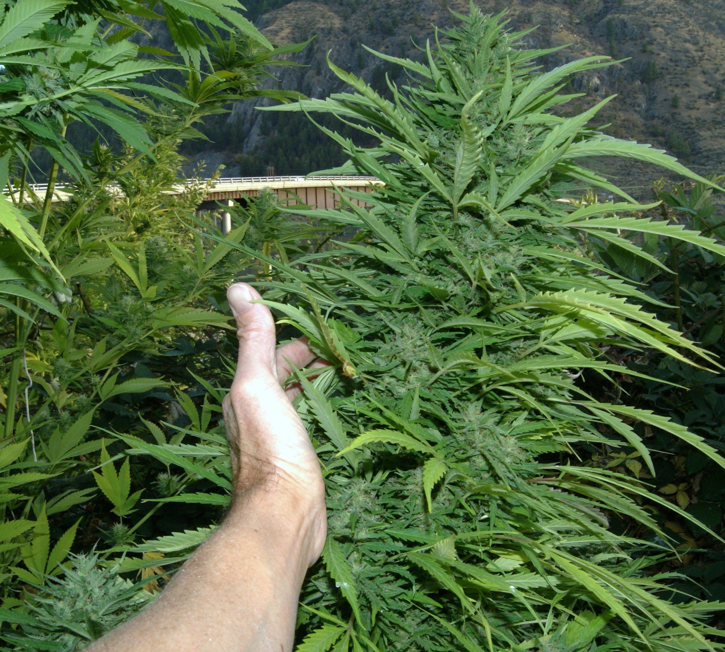 An image of Amazing Cherry