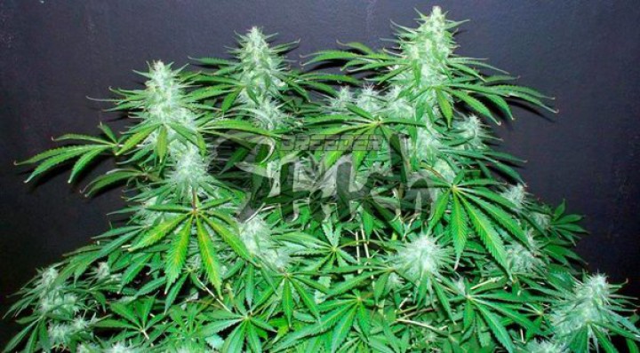 An image of Bubble Hash